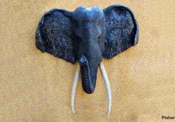 éléphants au Botswana