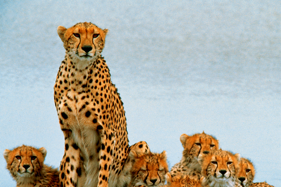 Afrique : VIDEO Kenya