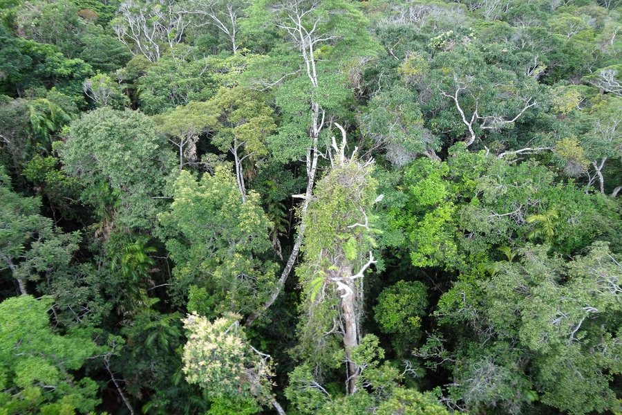 Skyrail : survolez la jungle d’Australie !