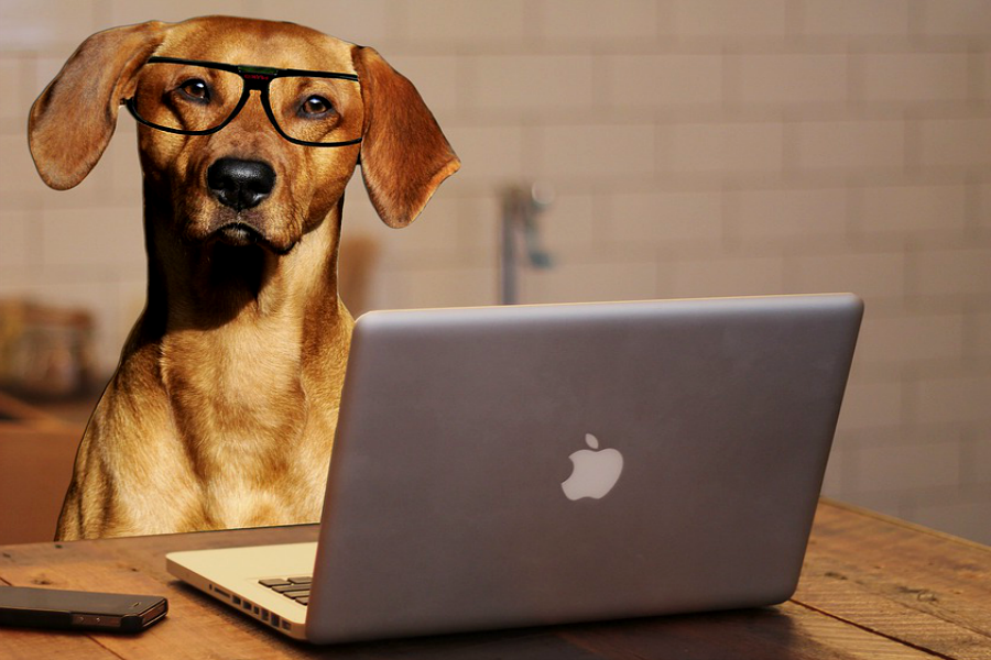 Problème: les chiens en voyage