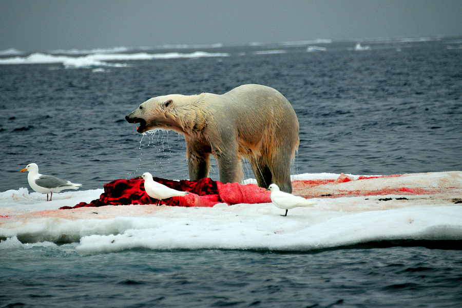 Comment observer l’ours polaire ?