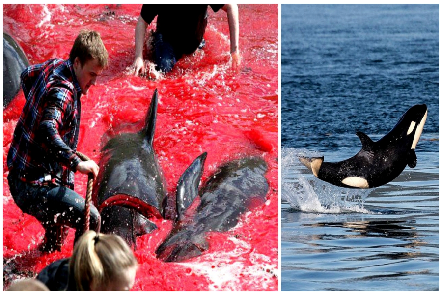 Heureux orque, malheureux dauphins