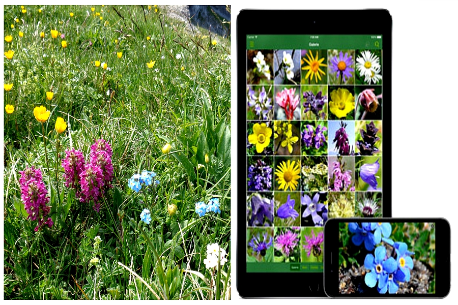 Une appli sur les fleurs des Alpes !