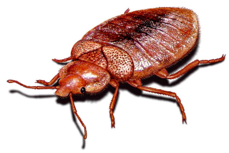 En voyage, gare aux punaises !