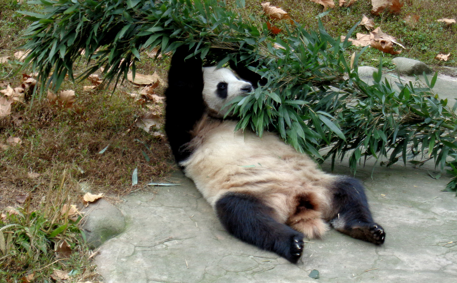 Pandas et tourisme durable
