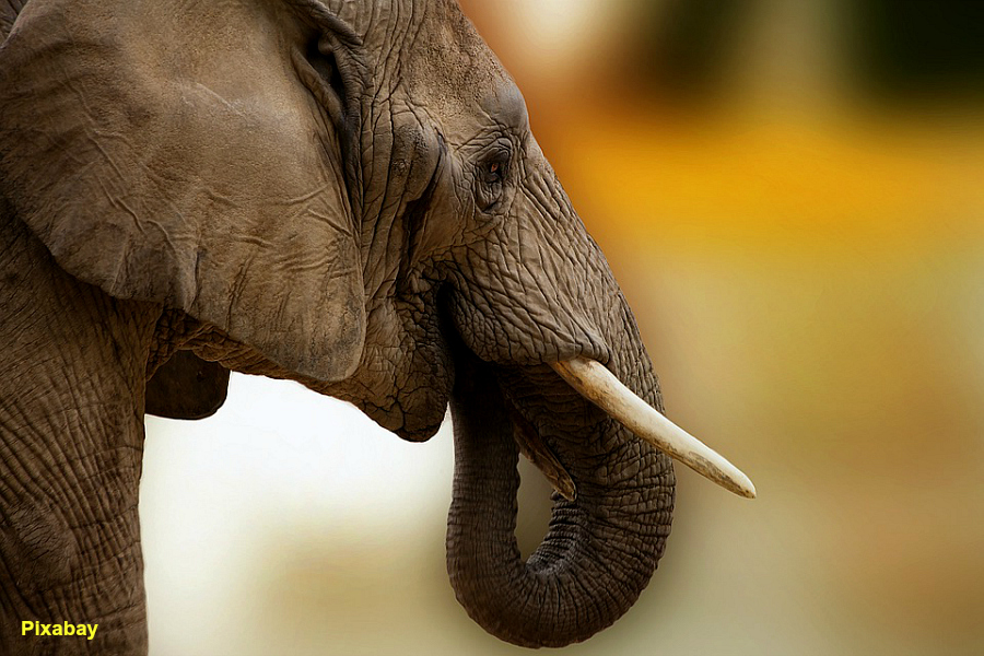 La Chine interdit le commerce d’ivoire