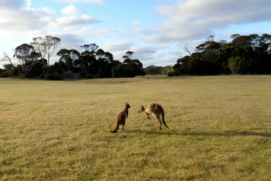 Australie : VIDEO Kangaroo Island