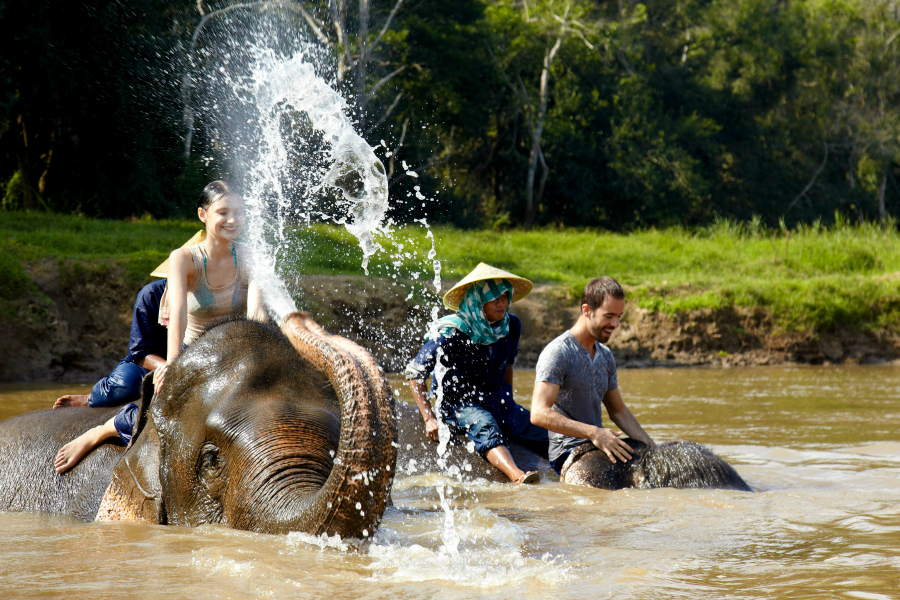 Asie : les éléphants