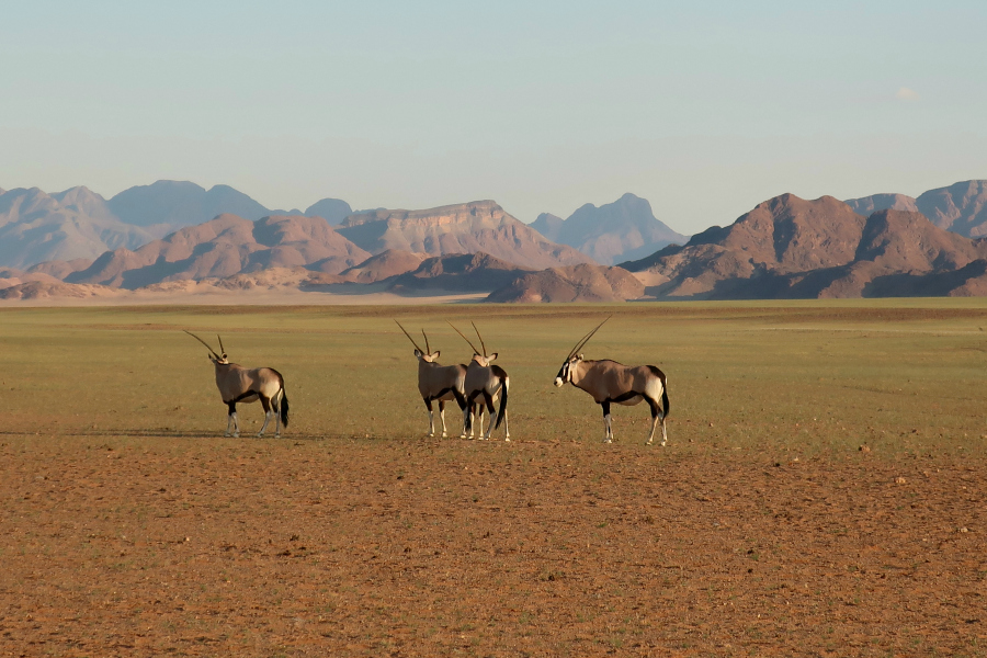 Afrique : VIDEO Namibie (Namib)