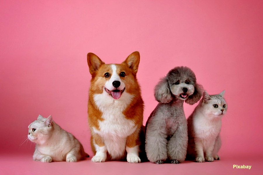 Emmener son animal en avion : big problème !