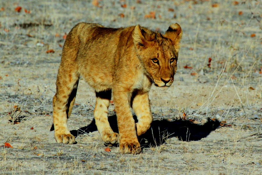Afrique : VIDEO Namibie (géologie)