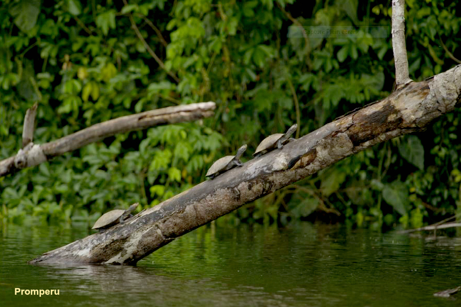 Pérou : sauvegarde des tortues