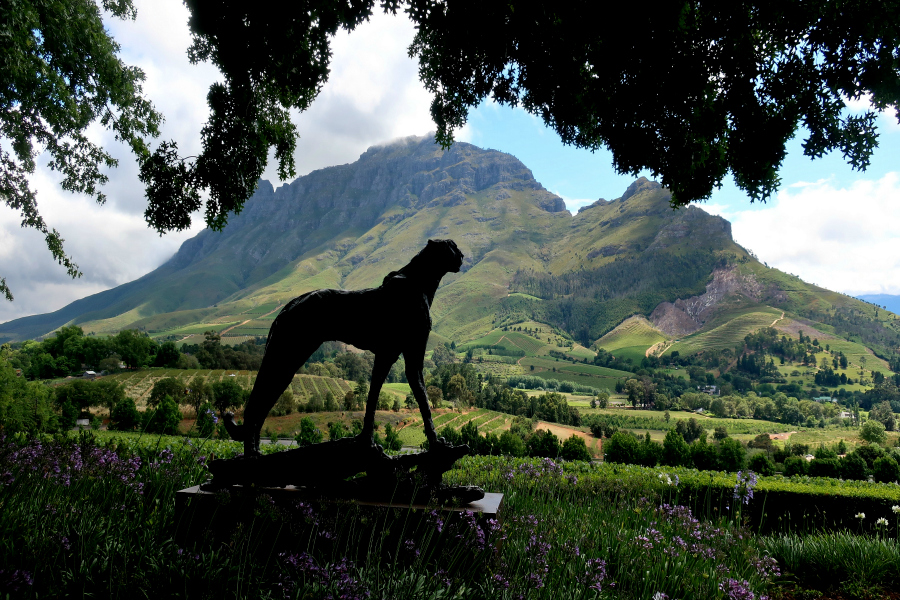 Afrique du Sud : VIDEO vignobles