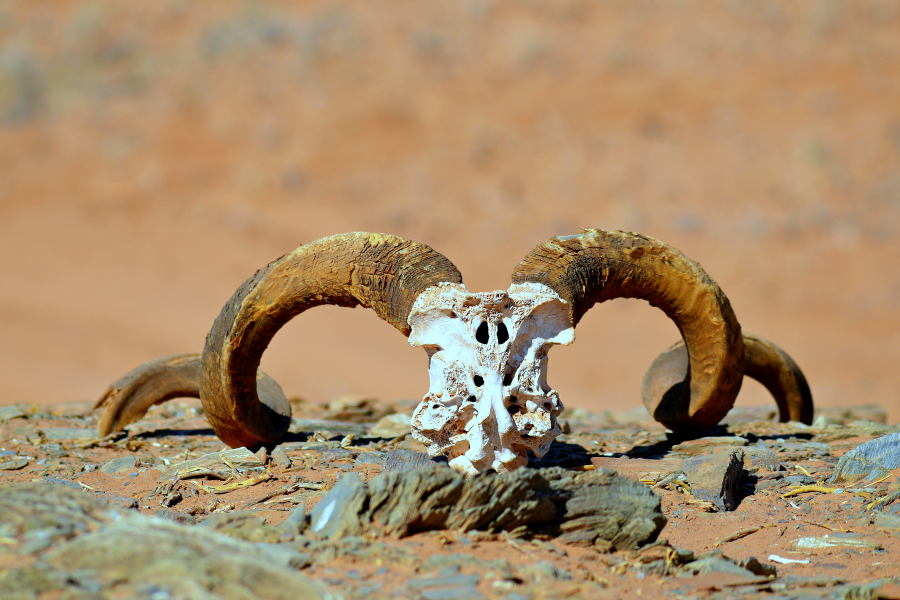 Afrique : VIDEO Namibie (Côte des Squelettes)