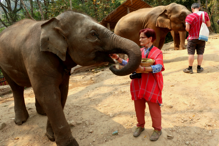 Thaïlande : VIDEO éléphants
