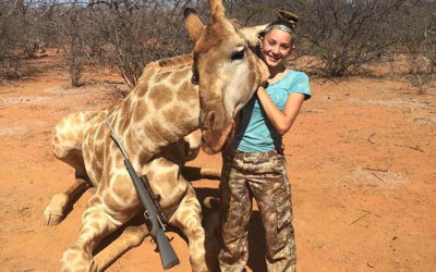 Girafes : la fierté des chasseurs de trophées