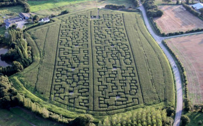 Un labyrinthe de maïs !