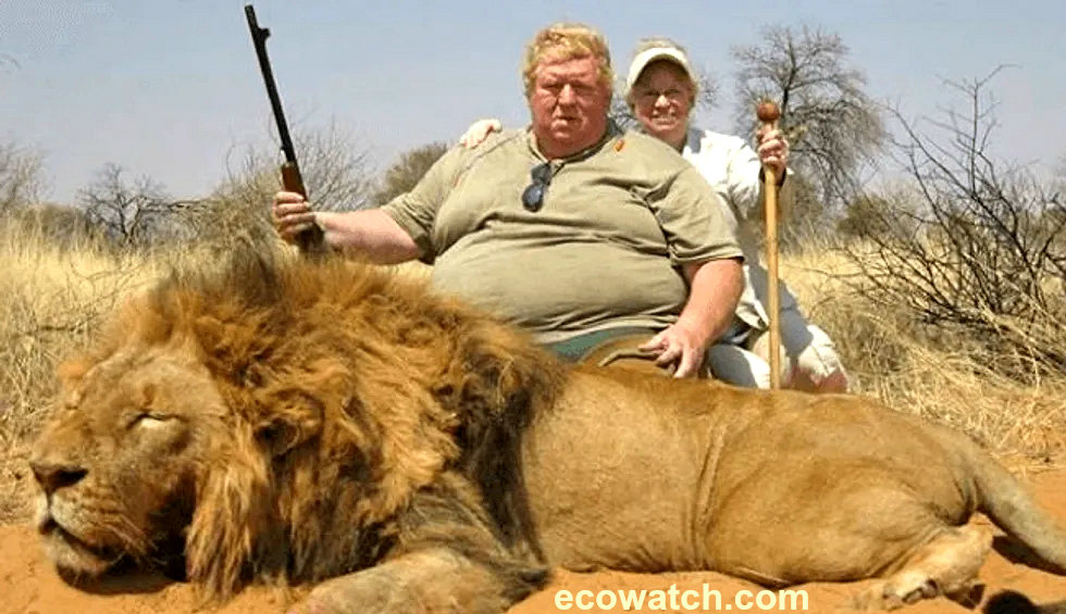 Elevages de lions pour trophées de chasse