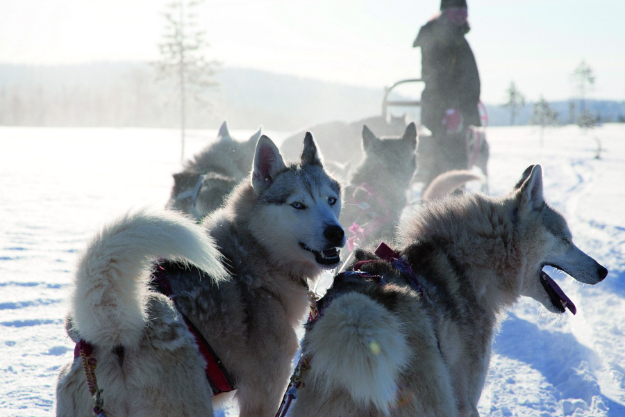 Laponie : vacances d’hiver