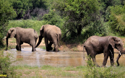 Afrique : le baby-boom des éléphants au Kenya