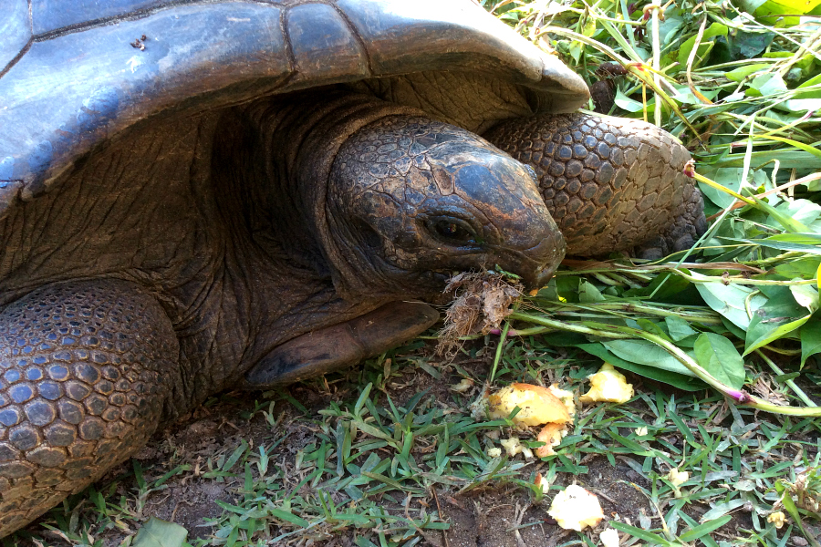 Seychelles : VIDEO (tortues)