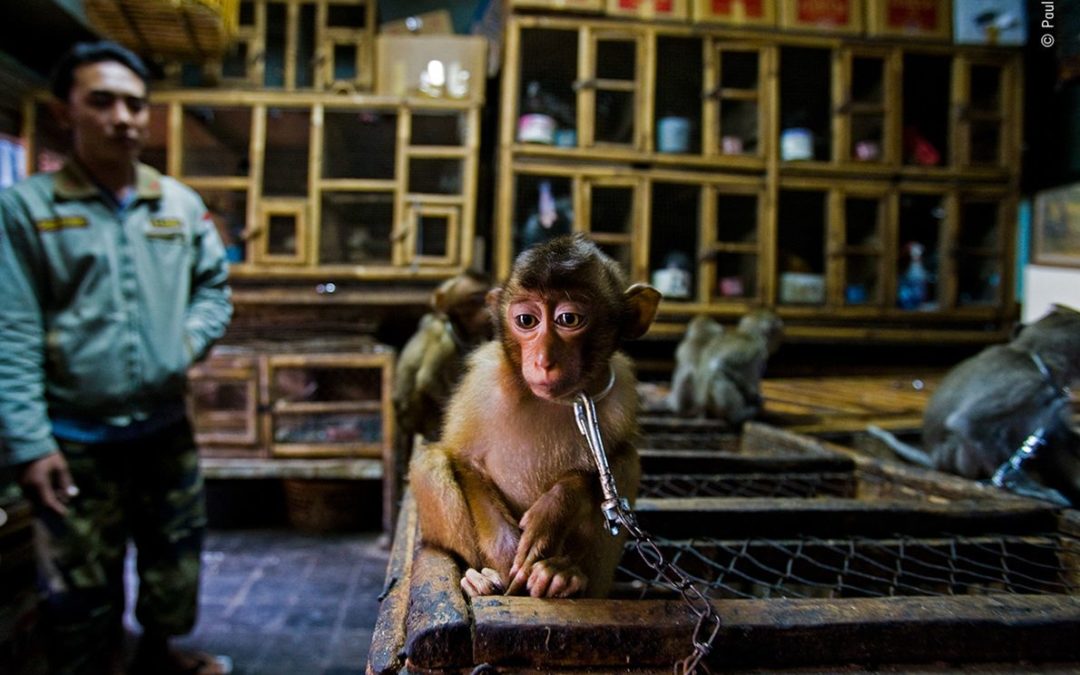 Voyager pour photographier les animaux