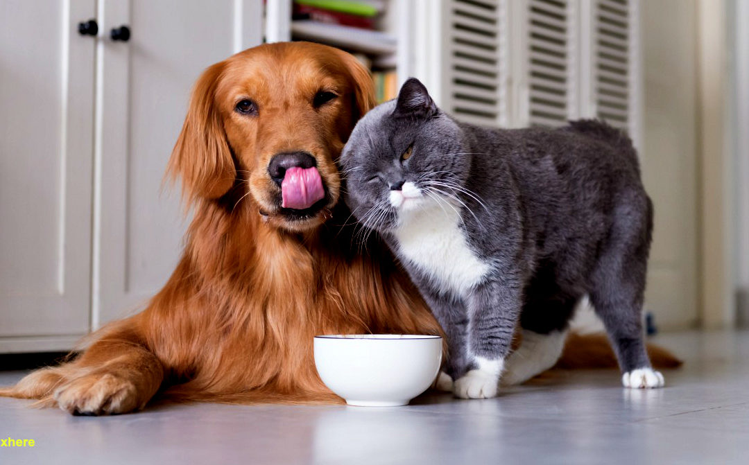 Vacances : emmener son chat et/ou son chien ?