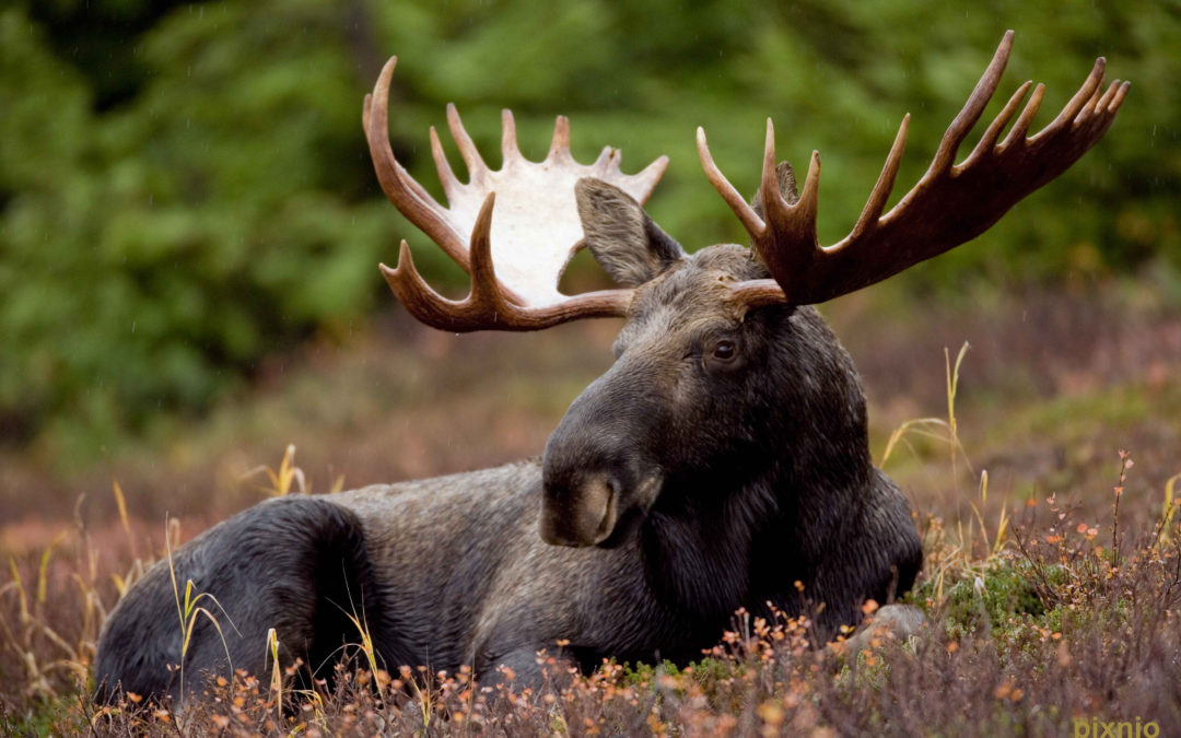 Canada : l’orignal du Québec menacé par la chasse ?