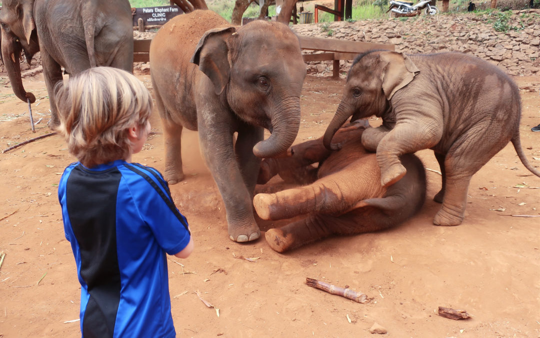 Covid-19 : ces animaux menacés par la chute du tourisme