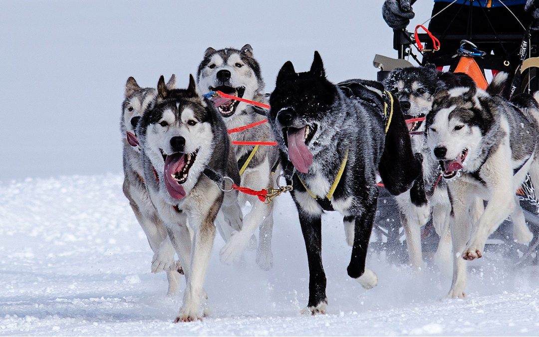 Laponie : sauver les huskies