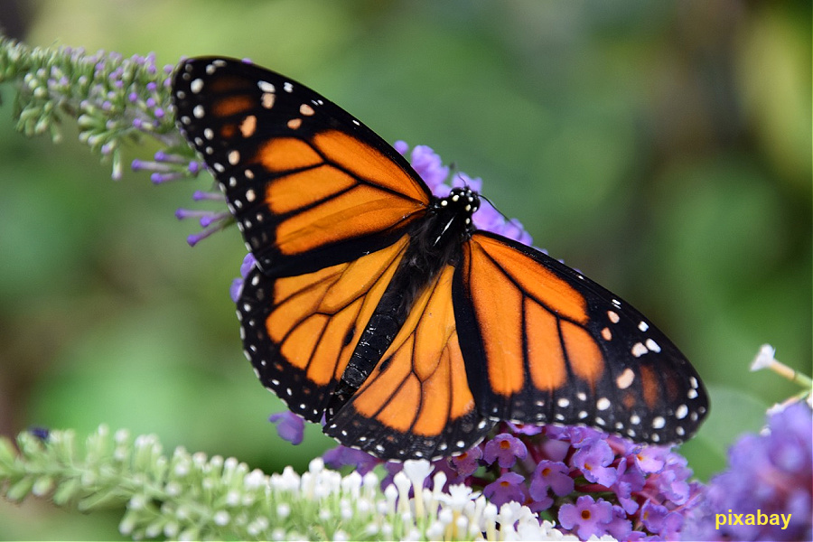 Mexique : VIDEO Angangueo (migration papillons)