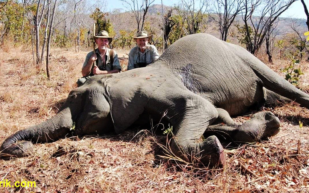 Afrique : éléphants proposés à la chasse