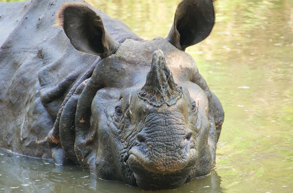 Voyager au Népal pour les rhinocéros