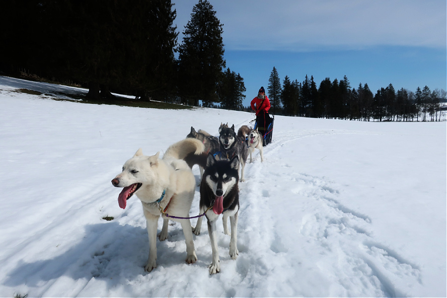 Suisse : VIDEO Jura (huskies)