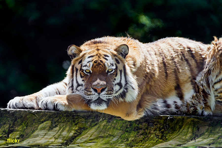 Suisse : VIDEO Zoo de Servion