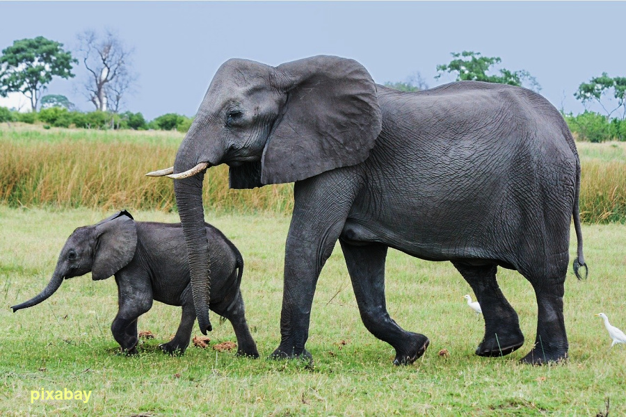 Kenya : curieuse menace sur les éléphants