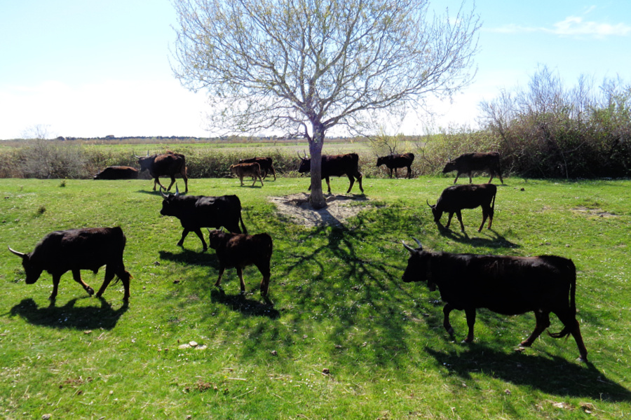 France : VIDEO Camargue