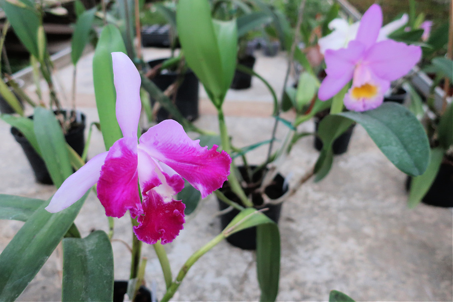France : VIDEO Orchidées (à Roquebrune-sur-Argens)