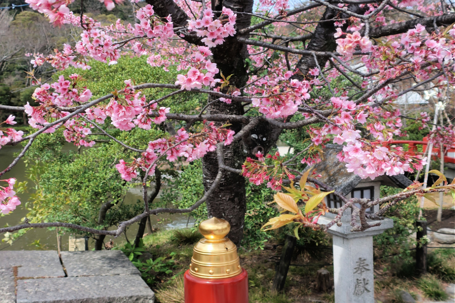 Japon: printemps au pays du Soleil levant