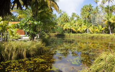 Une oasis de sérénité en face de Tahiti