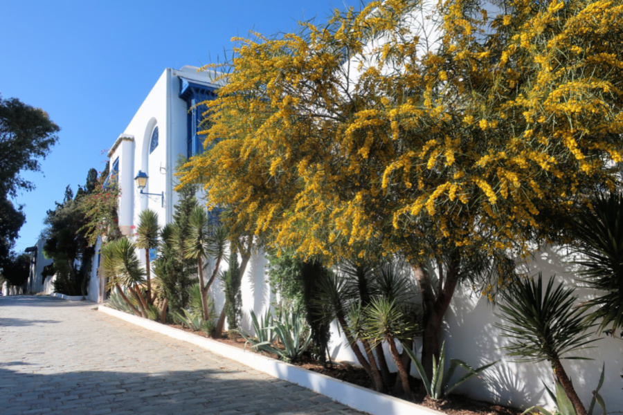 Tunisie : VIDEO Sidi Bou Saïd