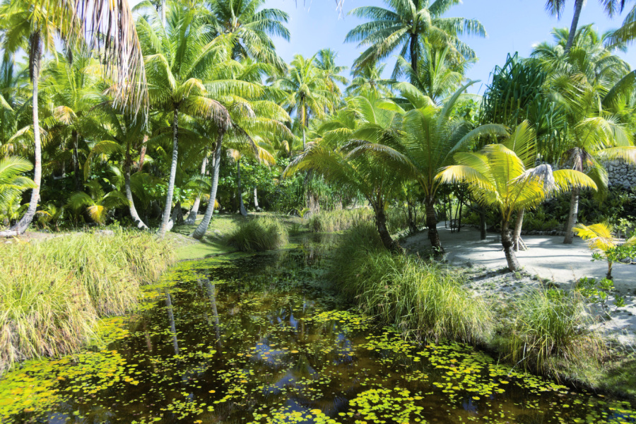 Polynésie: l’île de Marlon Brando