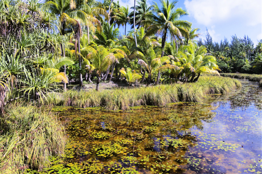 Polynésie: VIDEO Tetiaroa (île Brando)