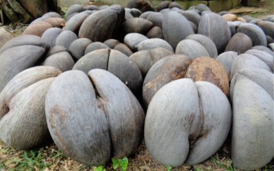 Seychelles: menaces sur le coco-fesse