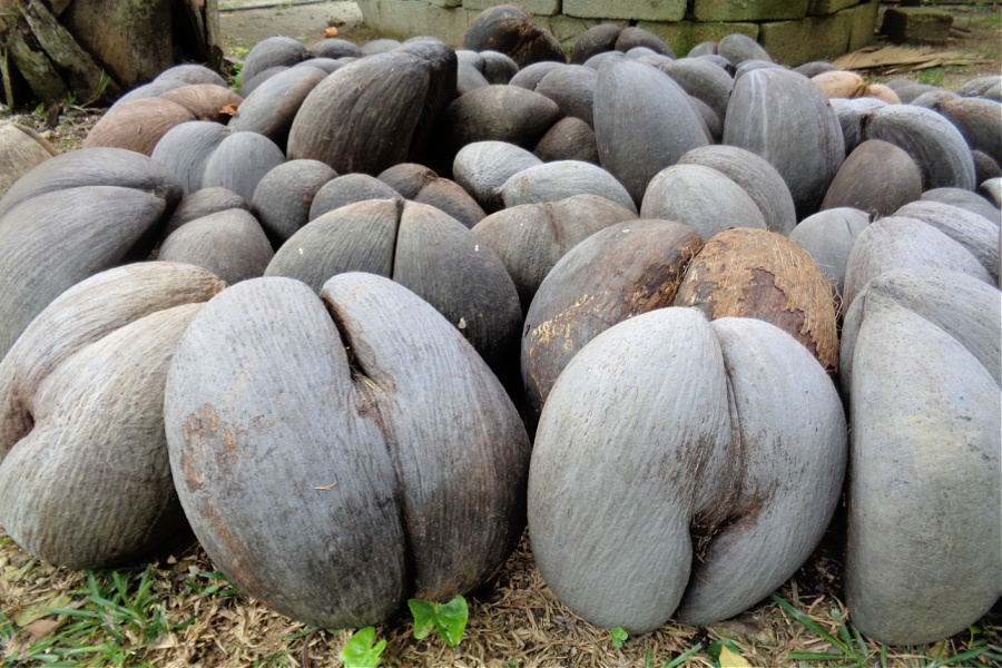 Seychelles: menaces sur le coco-fesse