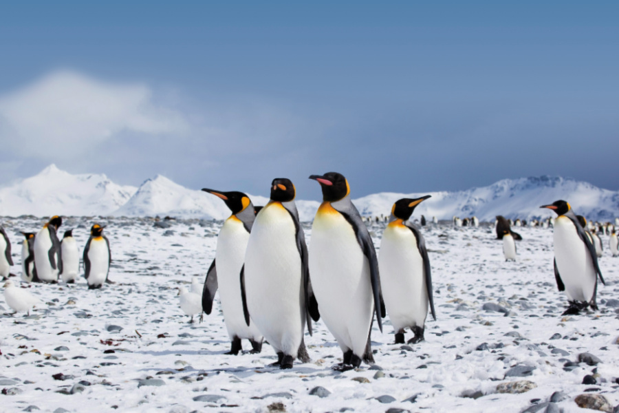 Croisière: Antarctique