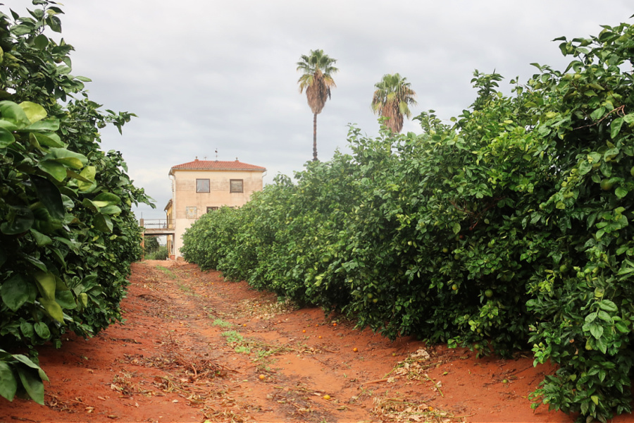 Espagne: VIDEO Valencia (oranges)