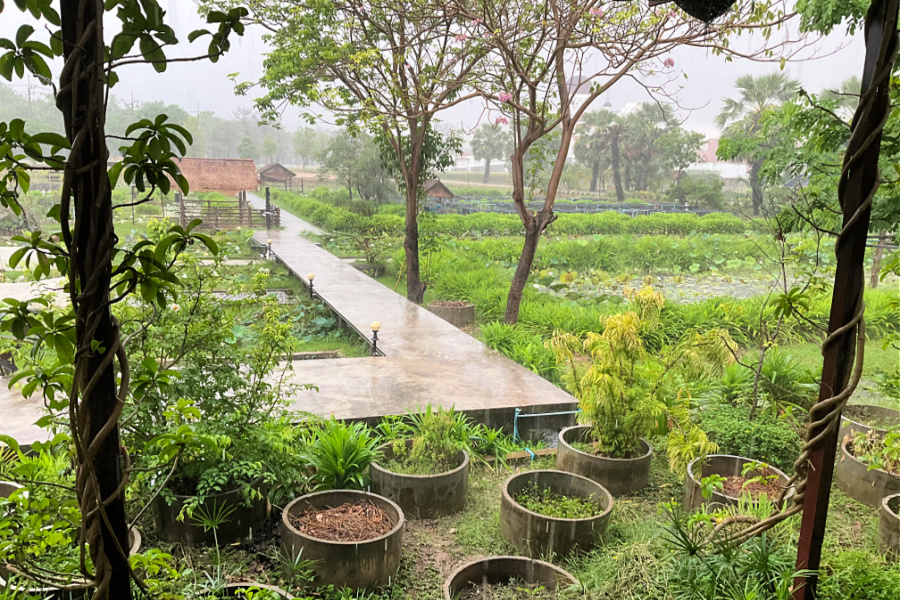 Thaïlande : VIDEO Sukhothai (domaine bio)