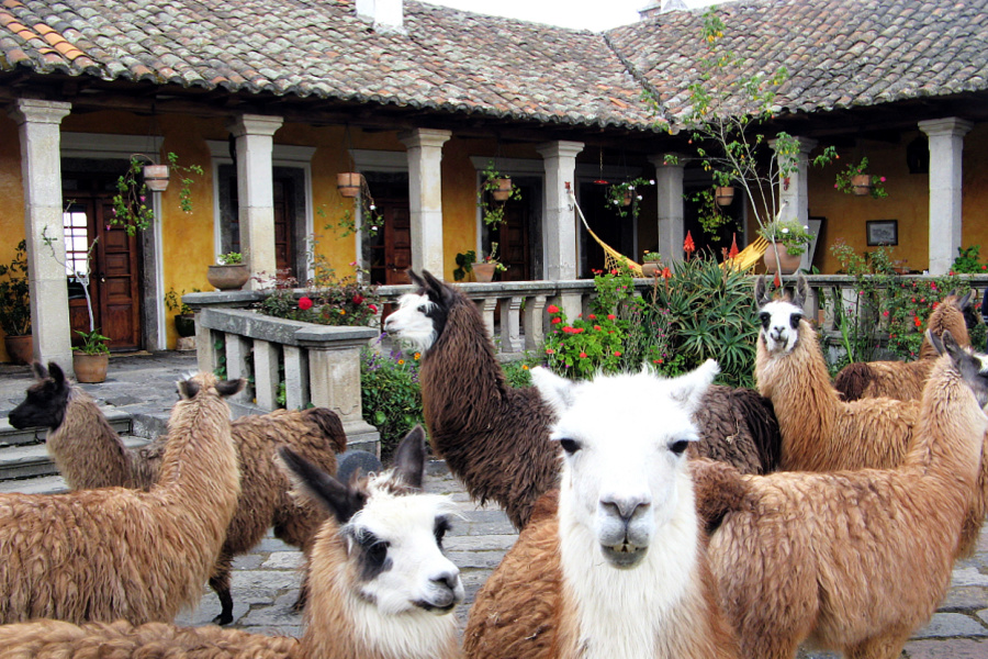 Amérique du Sud : Equateur