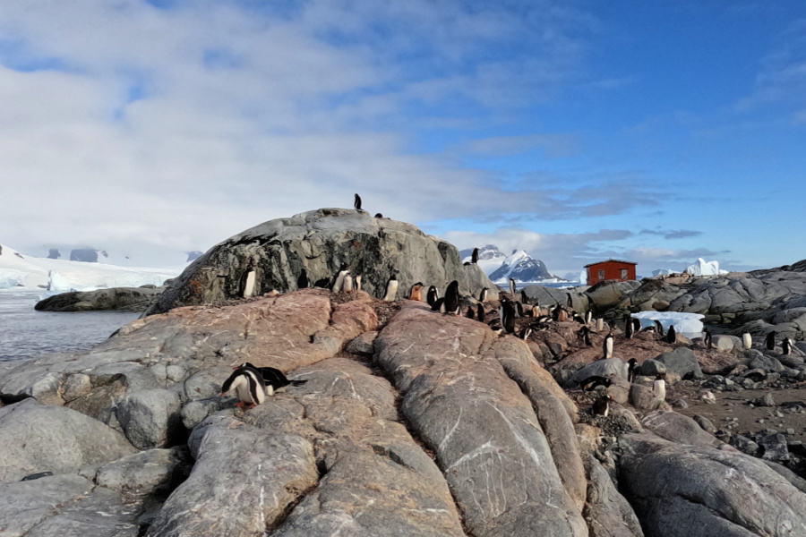 Croisière : VIDEO Antarctique (manchots)